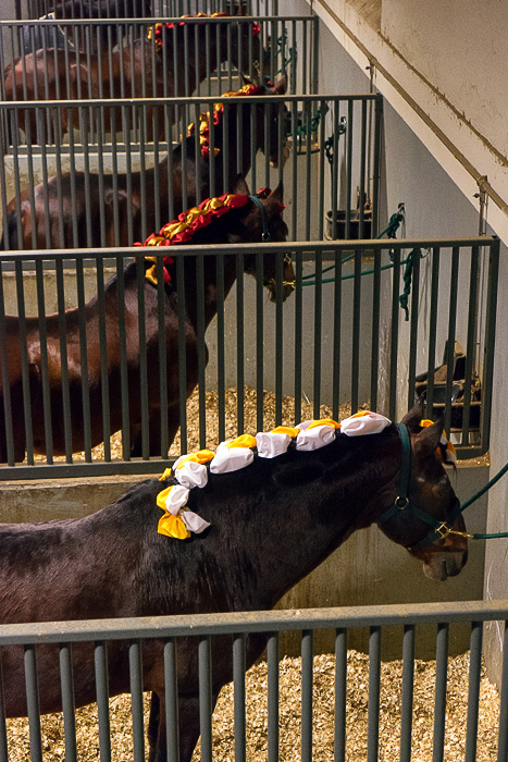 06 Portuguese School of Equestrian Art DSC07406