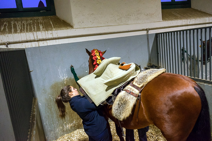 07 Portuguese School of Equestrian Art DSC07411