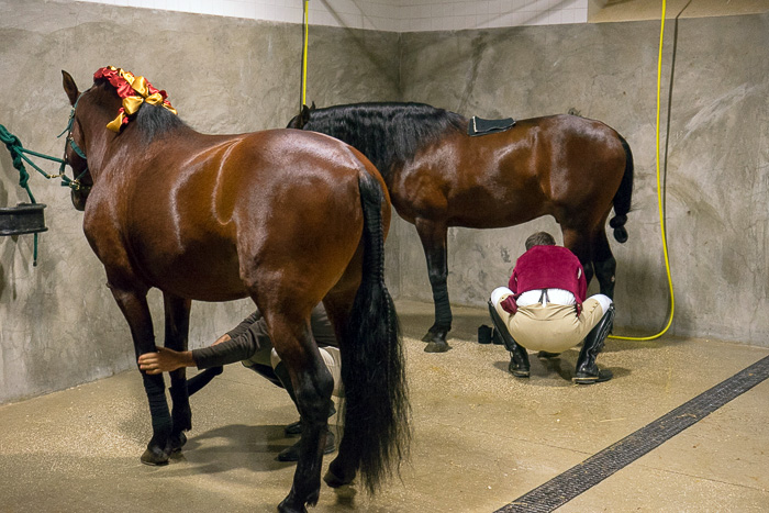 11 Portuguese School of Equestrian Art DSC07443