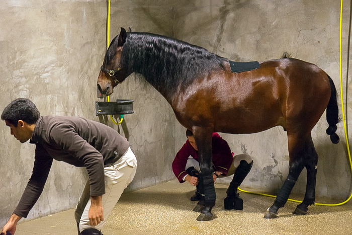 12 Portuguese School of Equestrian Art DSC07448