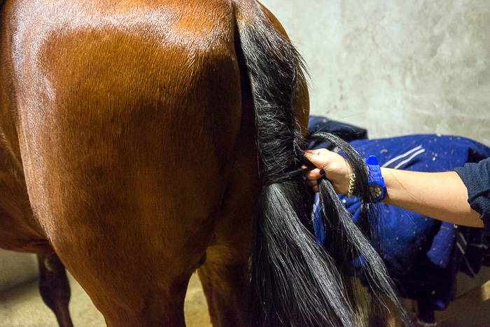 13 Portuguese School of Equestrian Art DSC07456