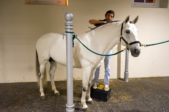 14 Portuguese School of Equestrian Art DSC07464