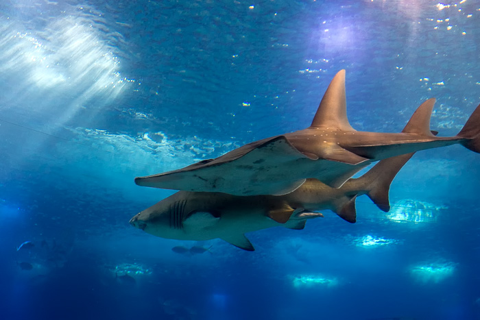 Read more about the article The Lisbon Oceanarium on the Holidays