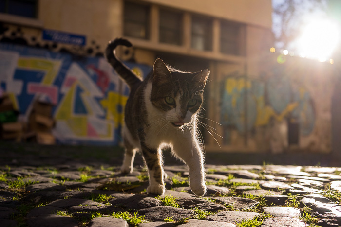 Read more about the article The Cats of Lisbon