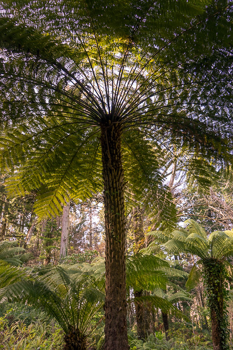 Read more about the article The Parque de Pena