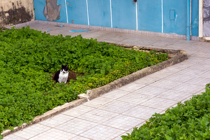 03 Cats Of Lisbon DSC09292