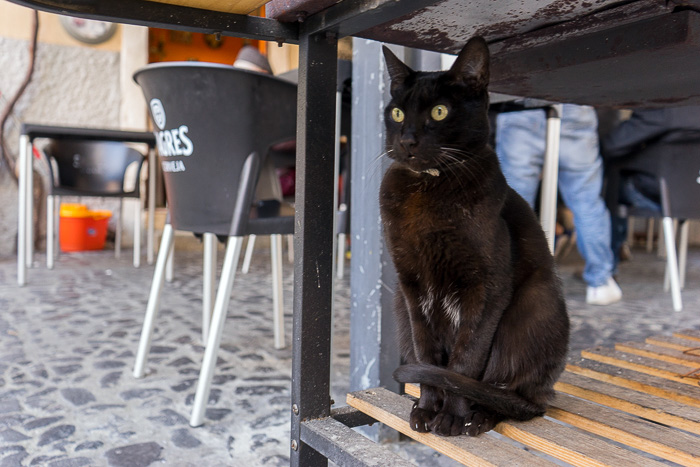 05 Cats Of Lisbon DSC07882