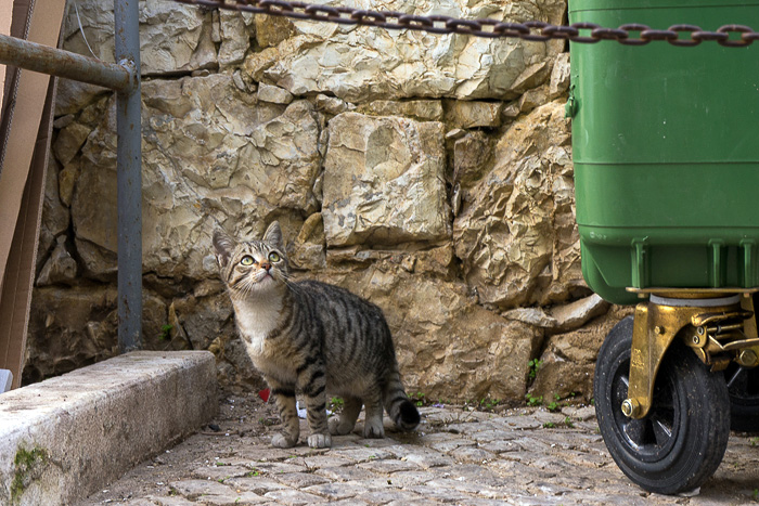 06 Cats Of Lisbon DSC04431