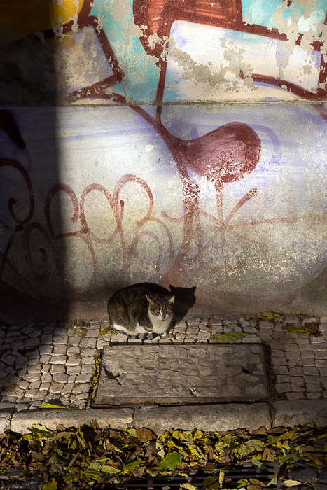 07 Cats Of Lisbon DSC05766