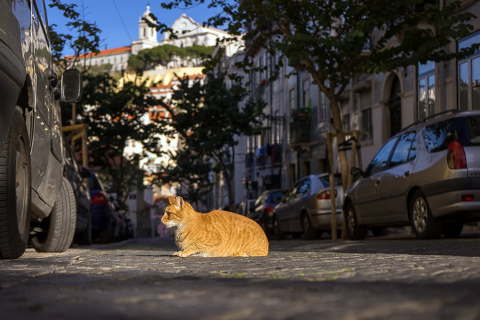 08 Cats Of Lisbon DSC05994