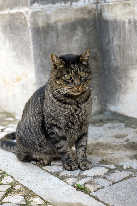09 Cats Of Lisbon DSC06995