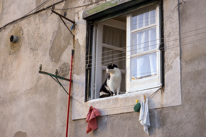 10 Cats Of Lisbon DSC08845