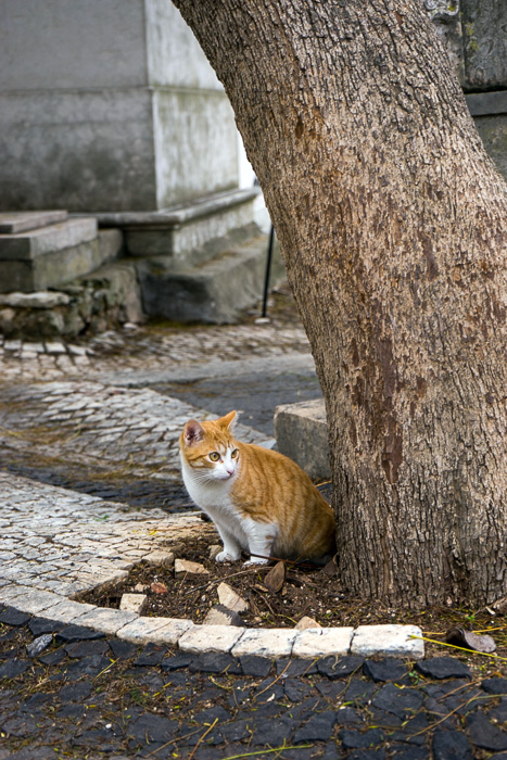 13 Cats Of Lisbon DSC00399