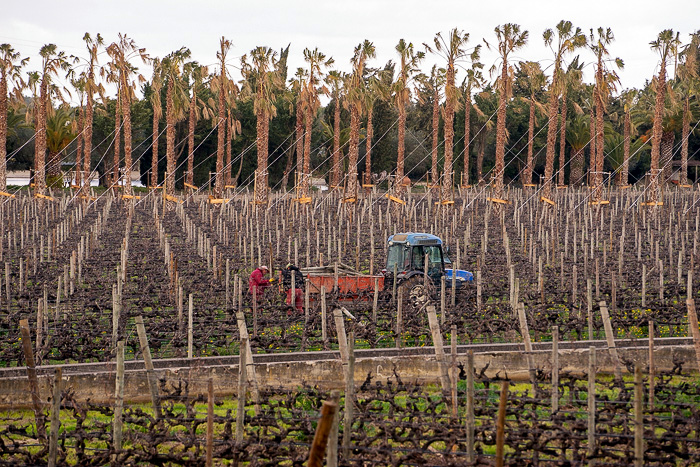 17 Azeitao And Bacalhoa Winery DSC04622