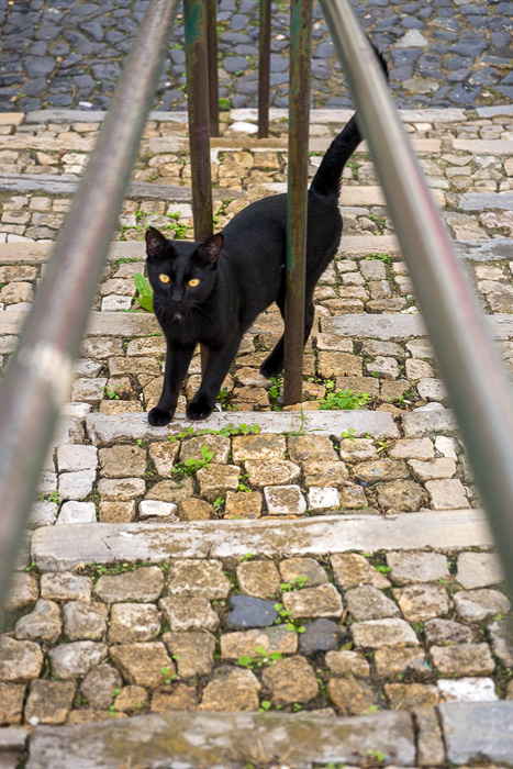 17 Cats Of Lisbon DSC00550