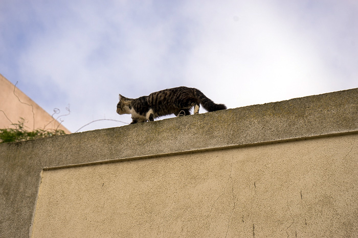 18 Cats Of Lisbon DSC00555