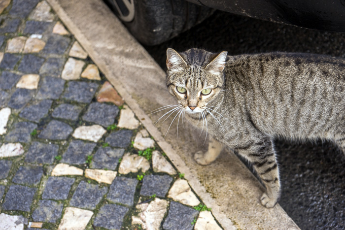 20 Cats Of Lisbon DSC01395