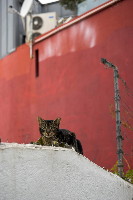 25 Cats Of Lisbon DSC02574