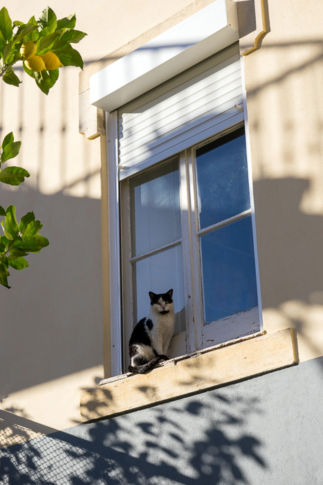 26 Cats Of Lisbon DSC02578