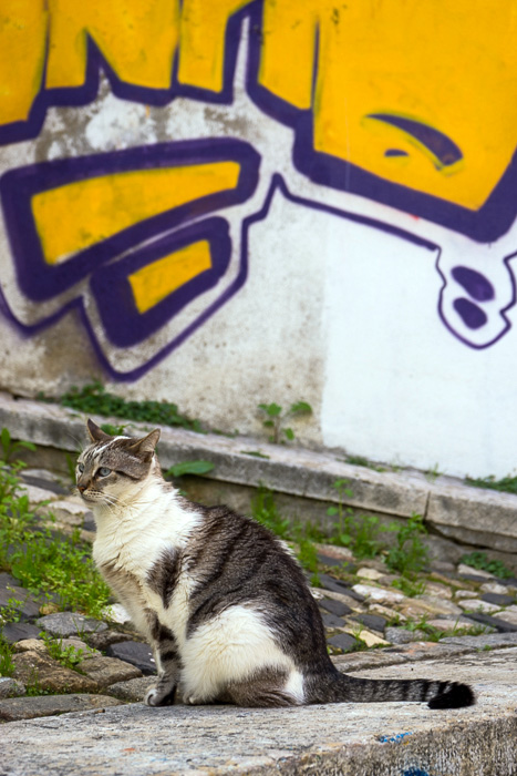 28 Cats Of Lisbon DSC02592