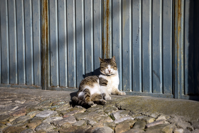29 Cats Of Lisbon DSC03939