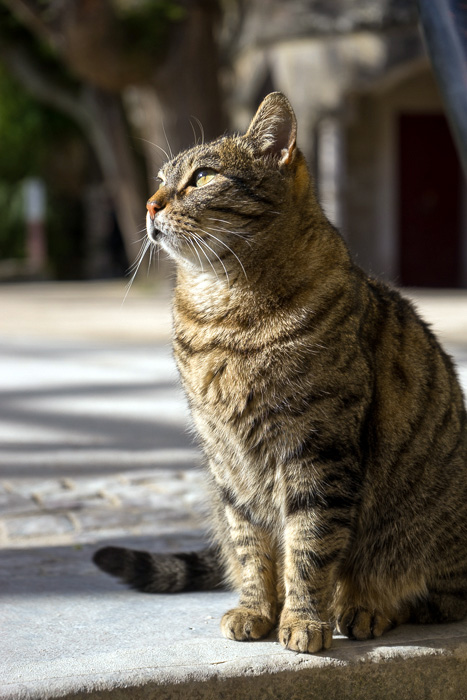 32 Cats Of Lisbon DSC06847
