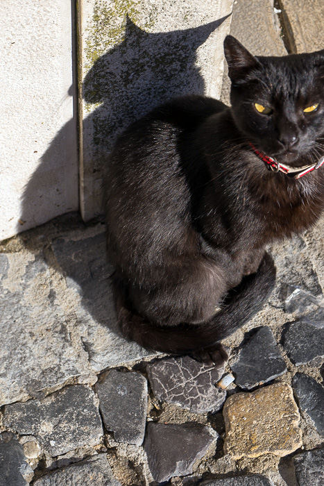 35 Cats Of Lisbon DSC07050