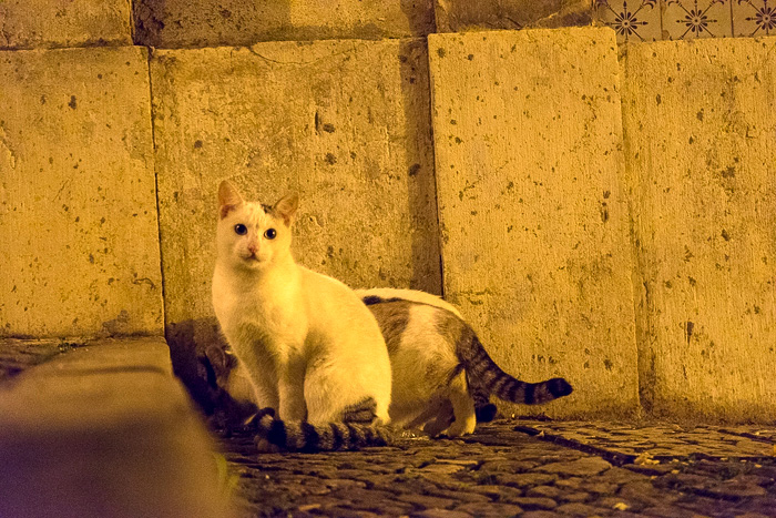 36 Cats Of Lisbon DSC00906