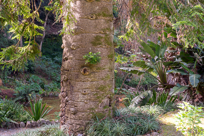 54 Palace of Monserrate Sintra DSC06389